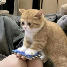 剪刀（测试用）..